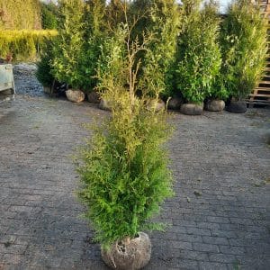 Thuja 120-140