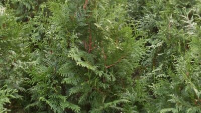 thuja plicata excelsa