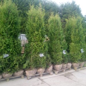 Thuja Brabant 225-250