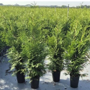 thuja brabant 80-100