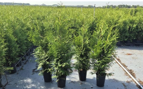 thuja brabant 80-100