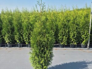 Thuja