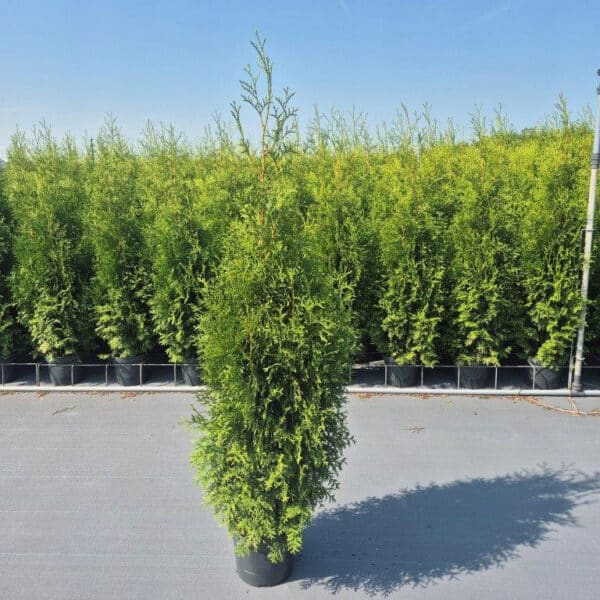 Thuja