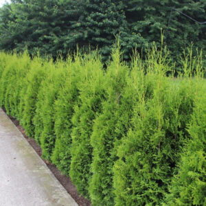 Thuja Brabant