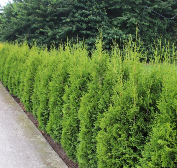 Thuja Brabant