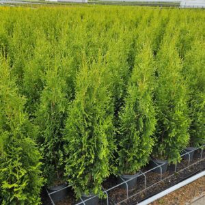 Thuja